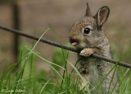 bunny-licking-chops1.jpg